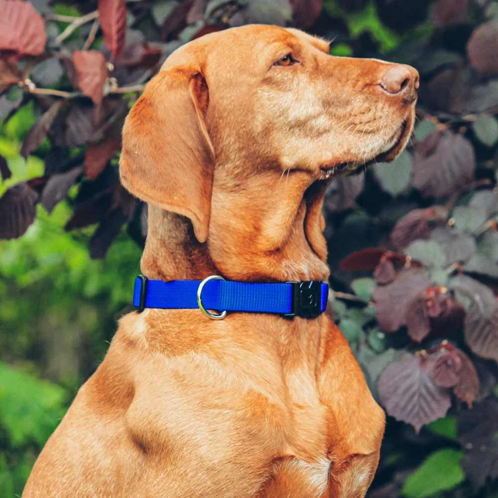 Classic Hundehalsband - Image 7
