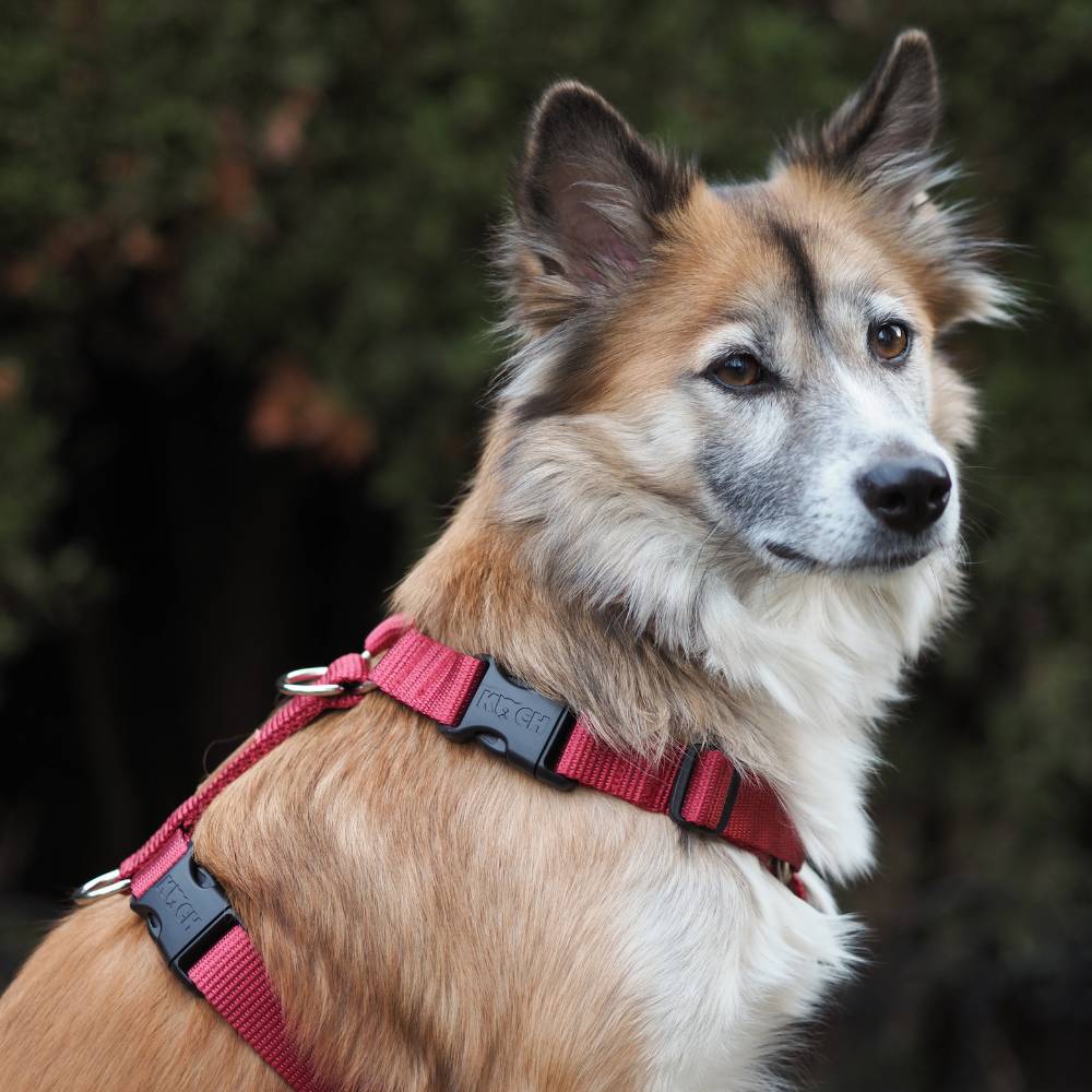 Comfort Hundegeschirr - Image 21