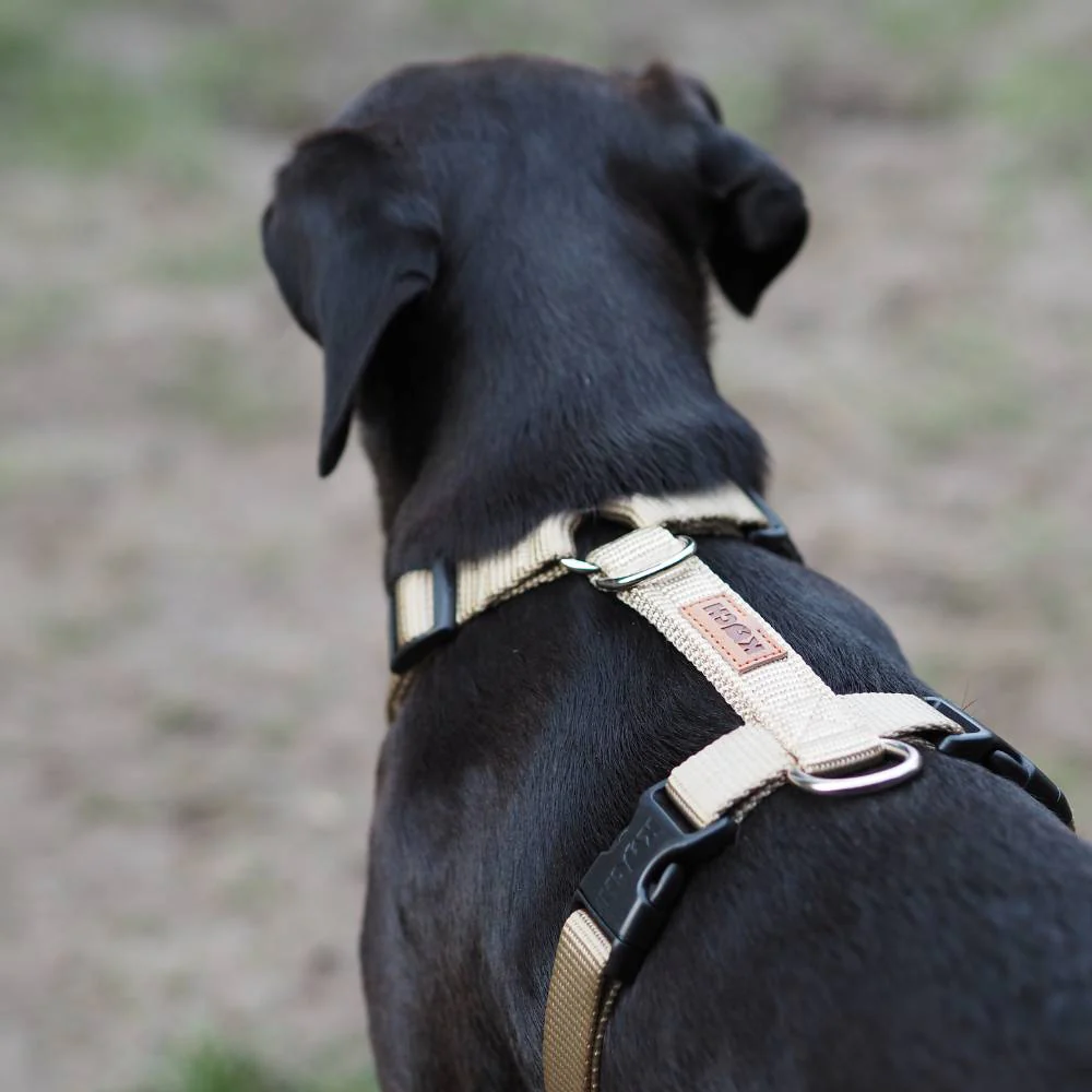 Comfort Hundegeschirr - Image 22