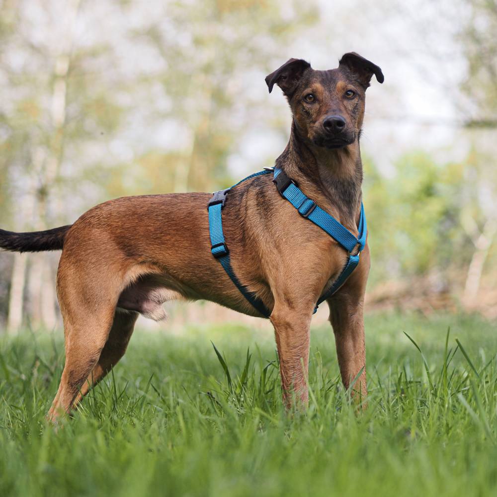 Comfort Hundegeschirr - Image 25