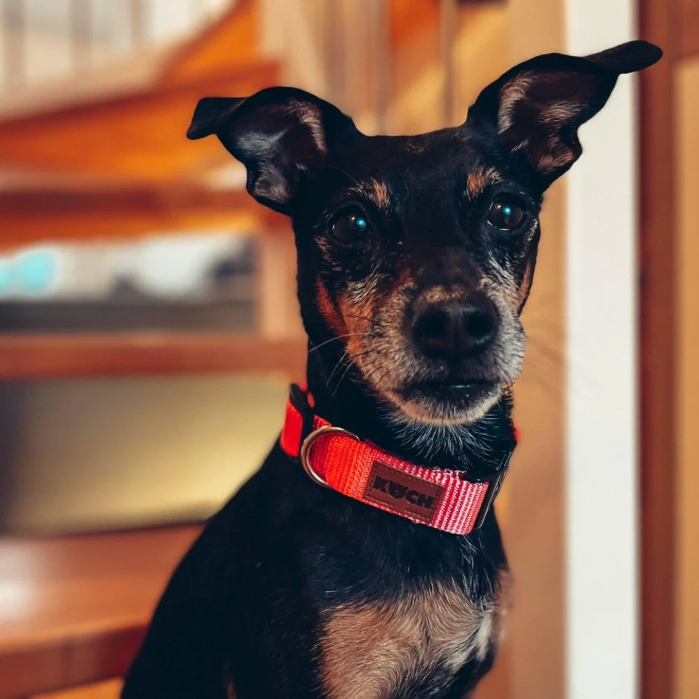 Comfort Hundehalsband - Image 11