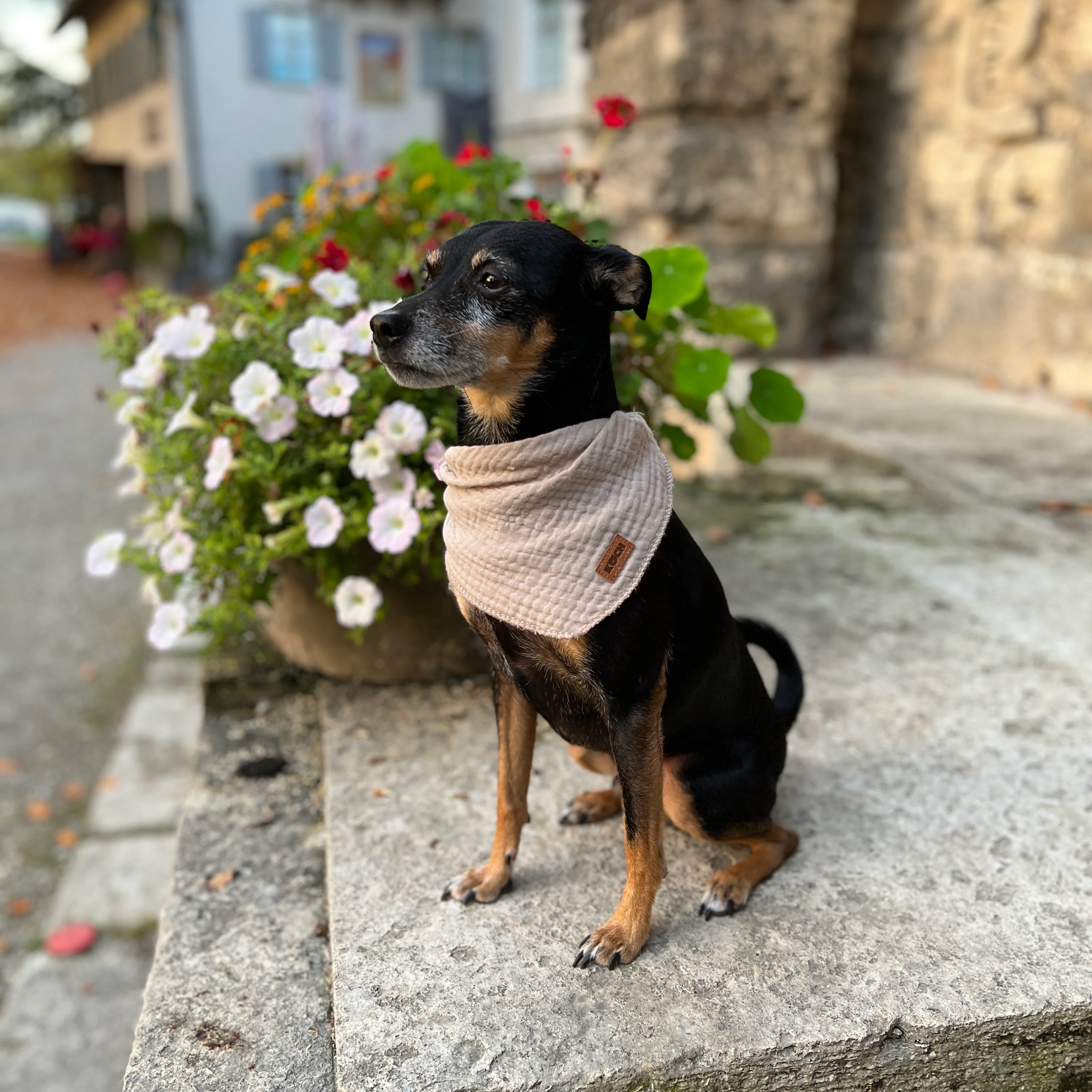 Hundehalstuch "Bella" - Image 3