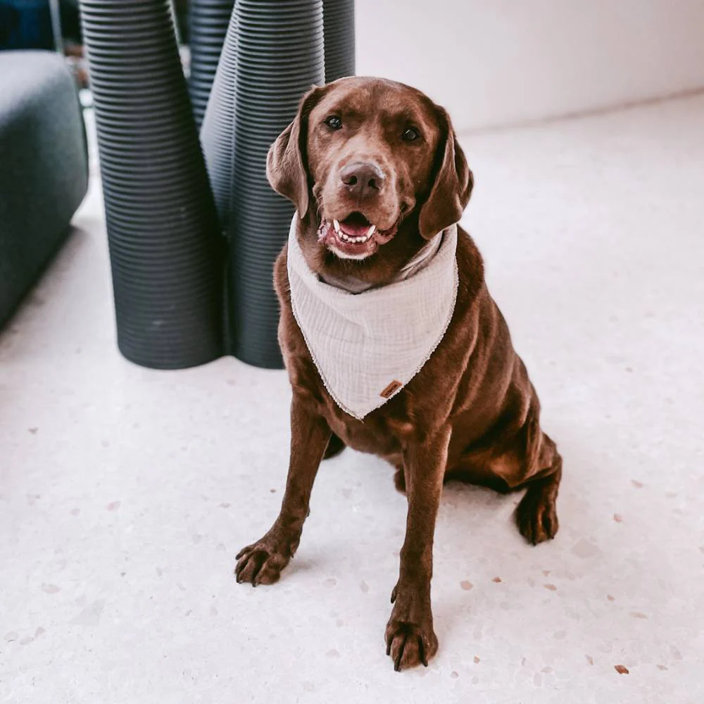 Hundehalstuch "Bella" - Image 4