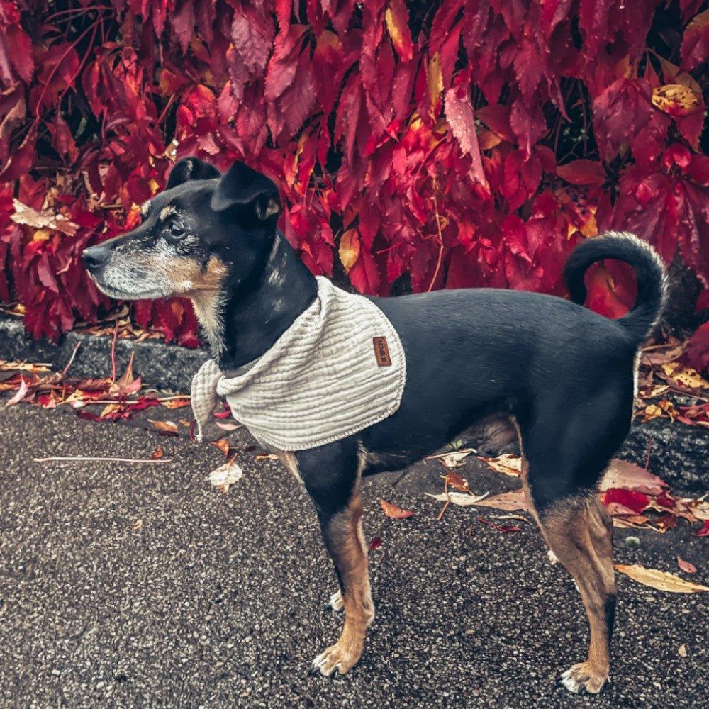 Hundehalstuch "Bella" - Image 5