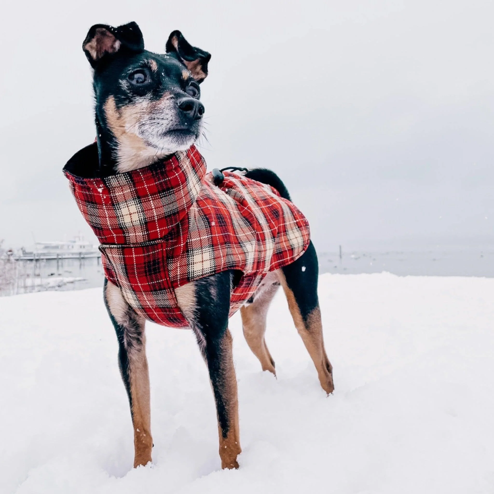 Hundemantel "Thermo" - Image 5