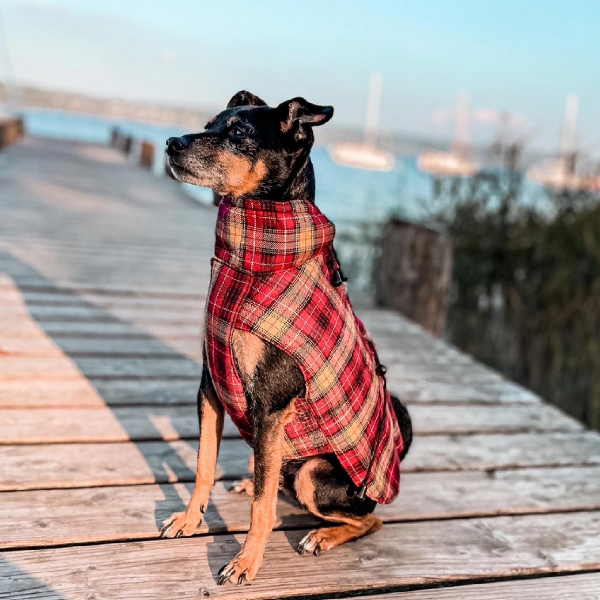 Hundemantel "Thermo" - Image 6