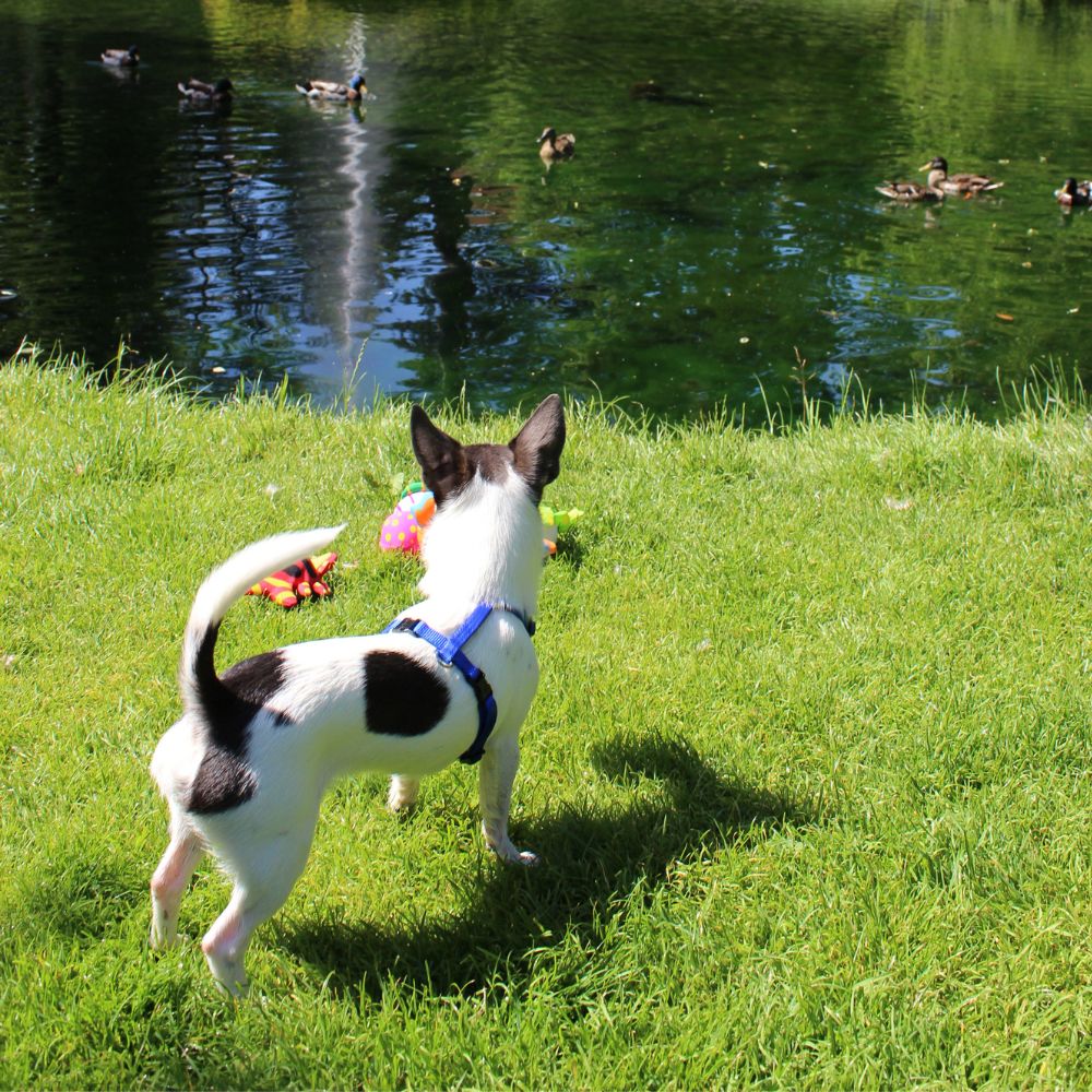 Mini Hundegeschirr - Image 14