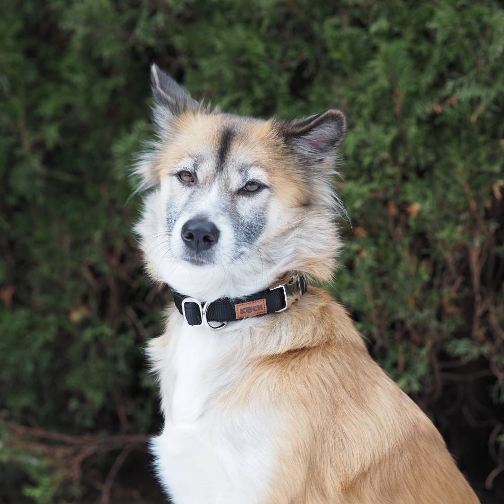 Premium Alu-Klick Hundehalsband gepolstert - Image 24