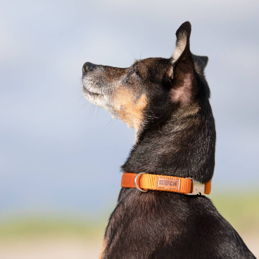 Premium Alu-Klick Hundehalsband gepolstert - Image 25