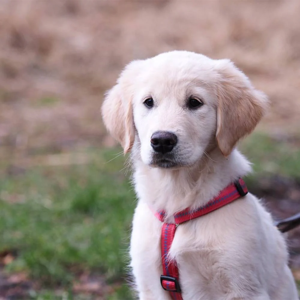 Premium Hundegeschirr gepolstert - Image 26