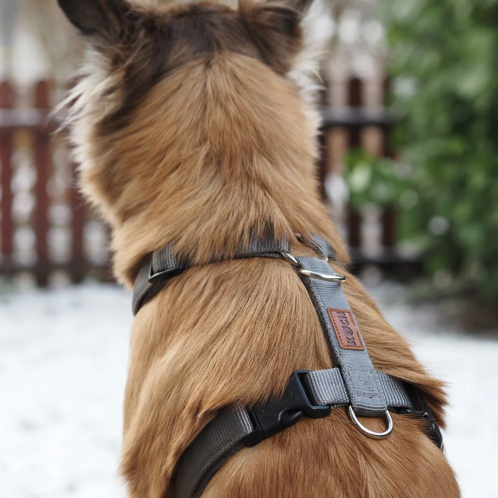 Premium Hundegeschirr gepolstert - Image 34