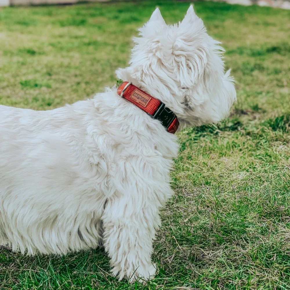 Premium Hundehalsband gepolstert - Image 26