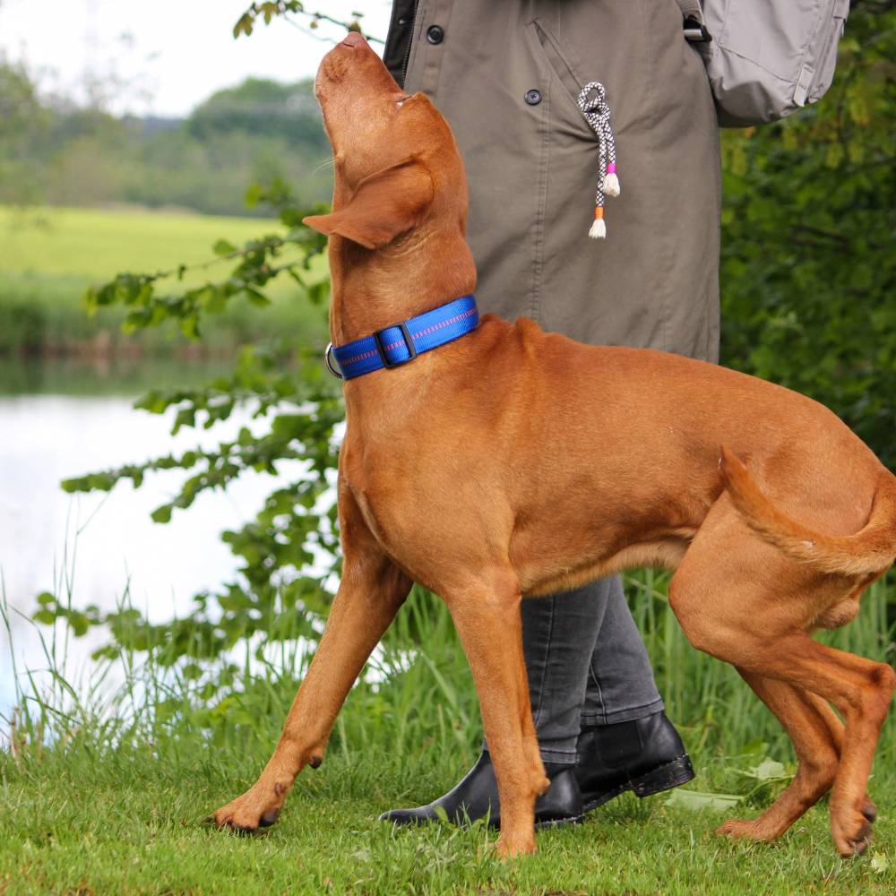 Premium Hundehalsband gepolstert - Image 27