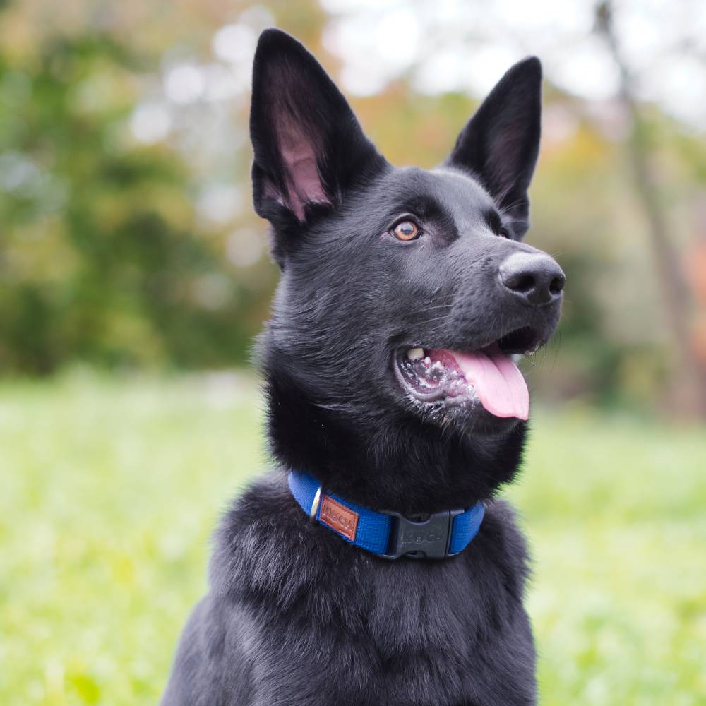 Premium Hundehalsband gepolstert - Image 28