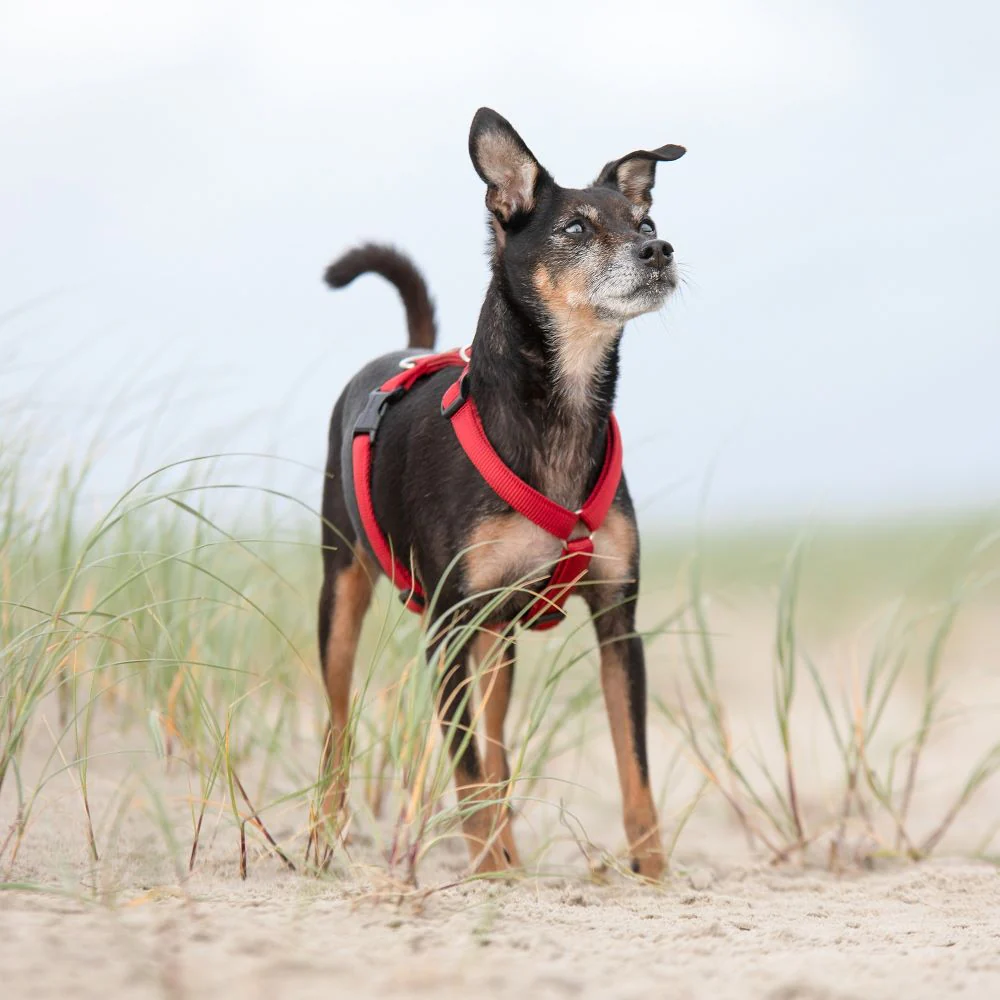 Premium Hundegeschirr gepolstert - Image 23