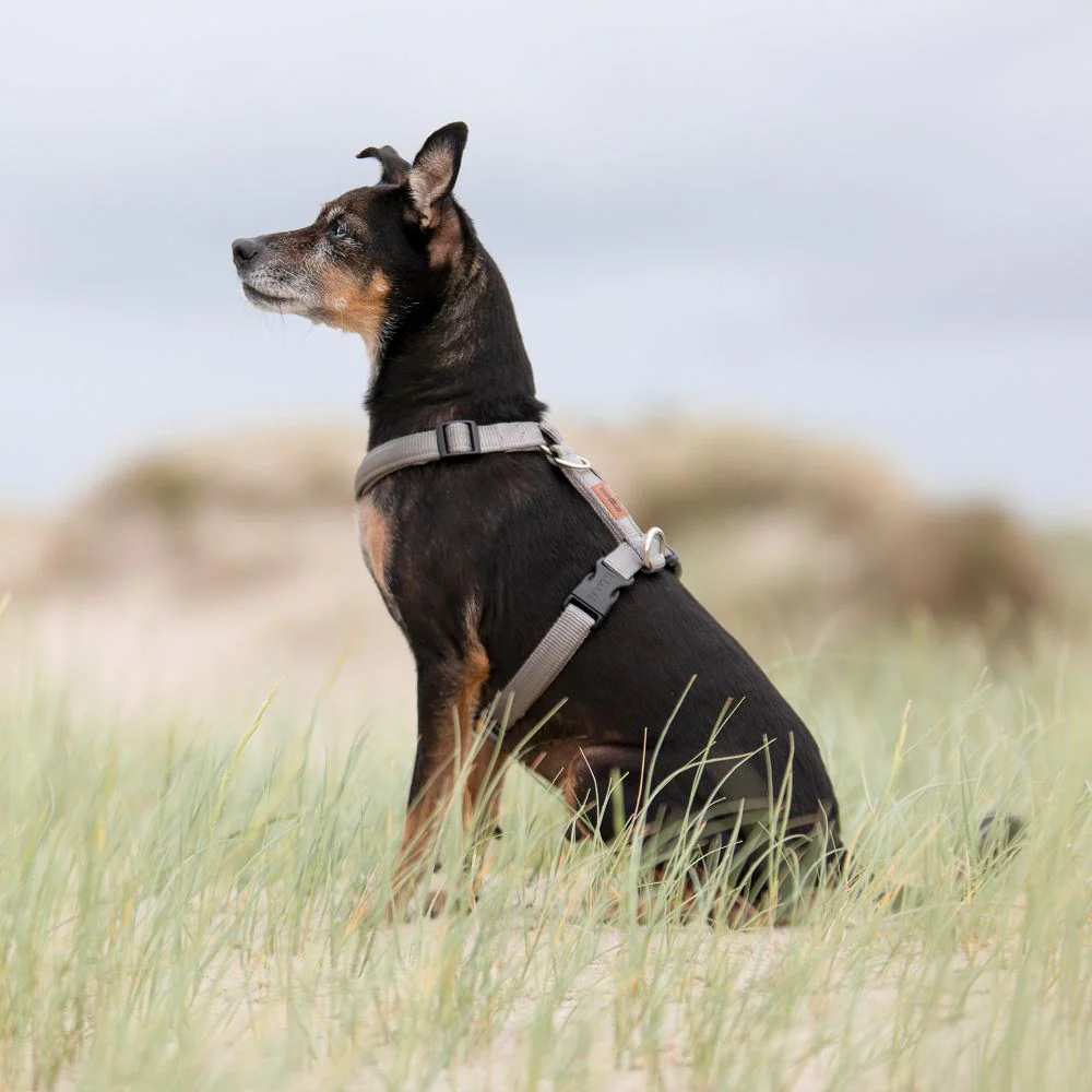 Premium Hundegeschirr gepolstert - Image 25
